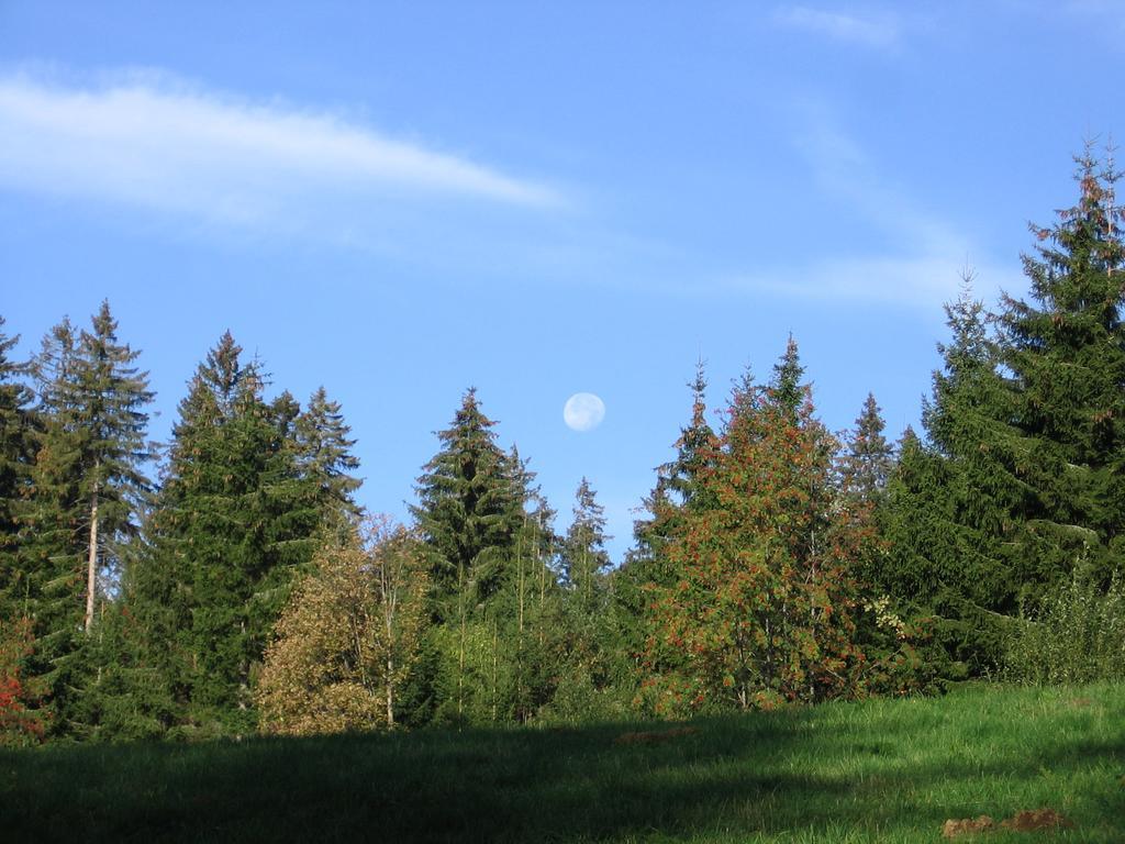 Schwarzwald-Chalet Feldberg Lejlighed Feldberg  Eksteriør billede